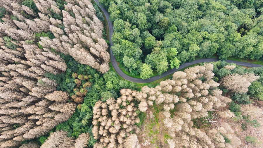 Waldsterben