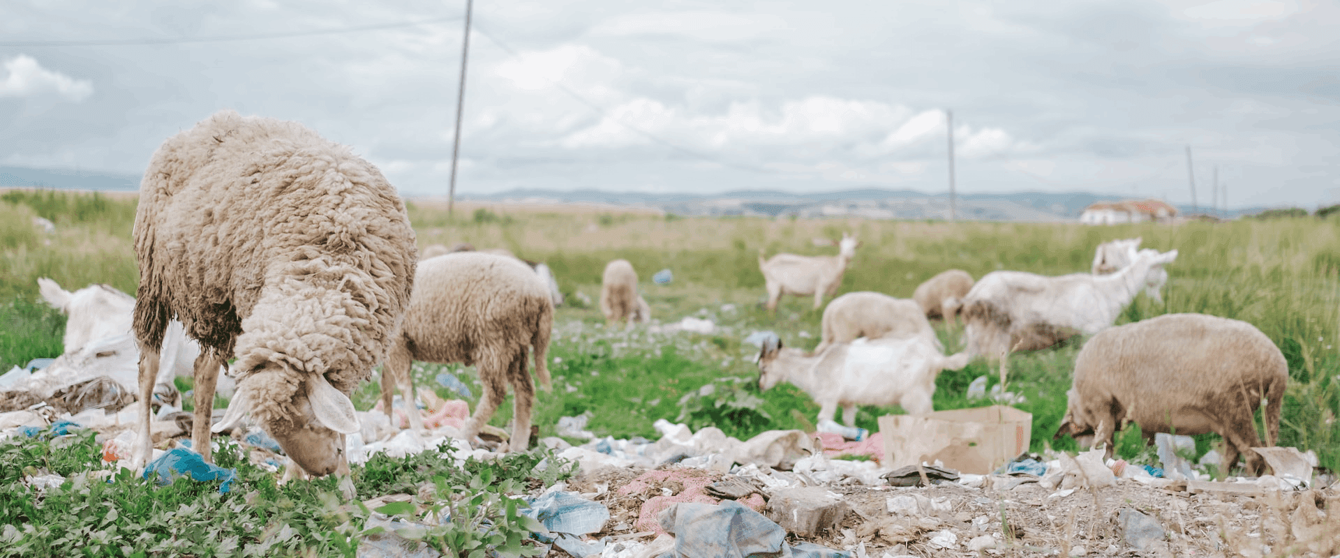 Greenwashing, Foto von Mario Heller auf Unsplash