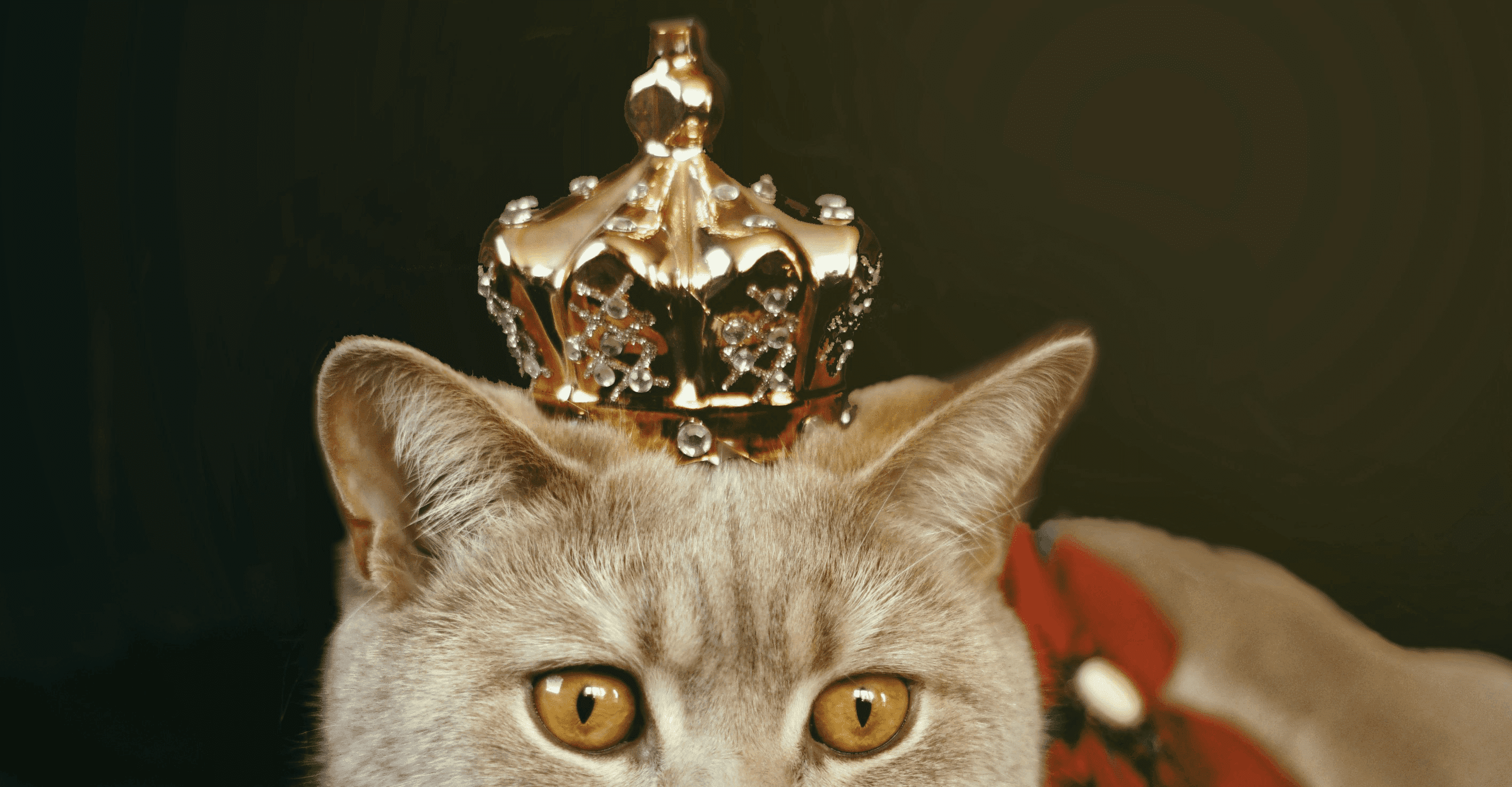 Content ist King and Queen, Foto von Katarzyna Modrzejewska