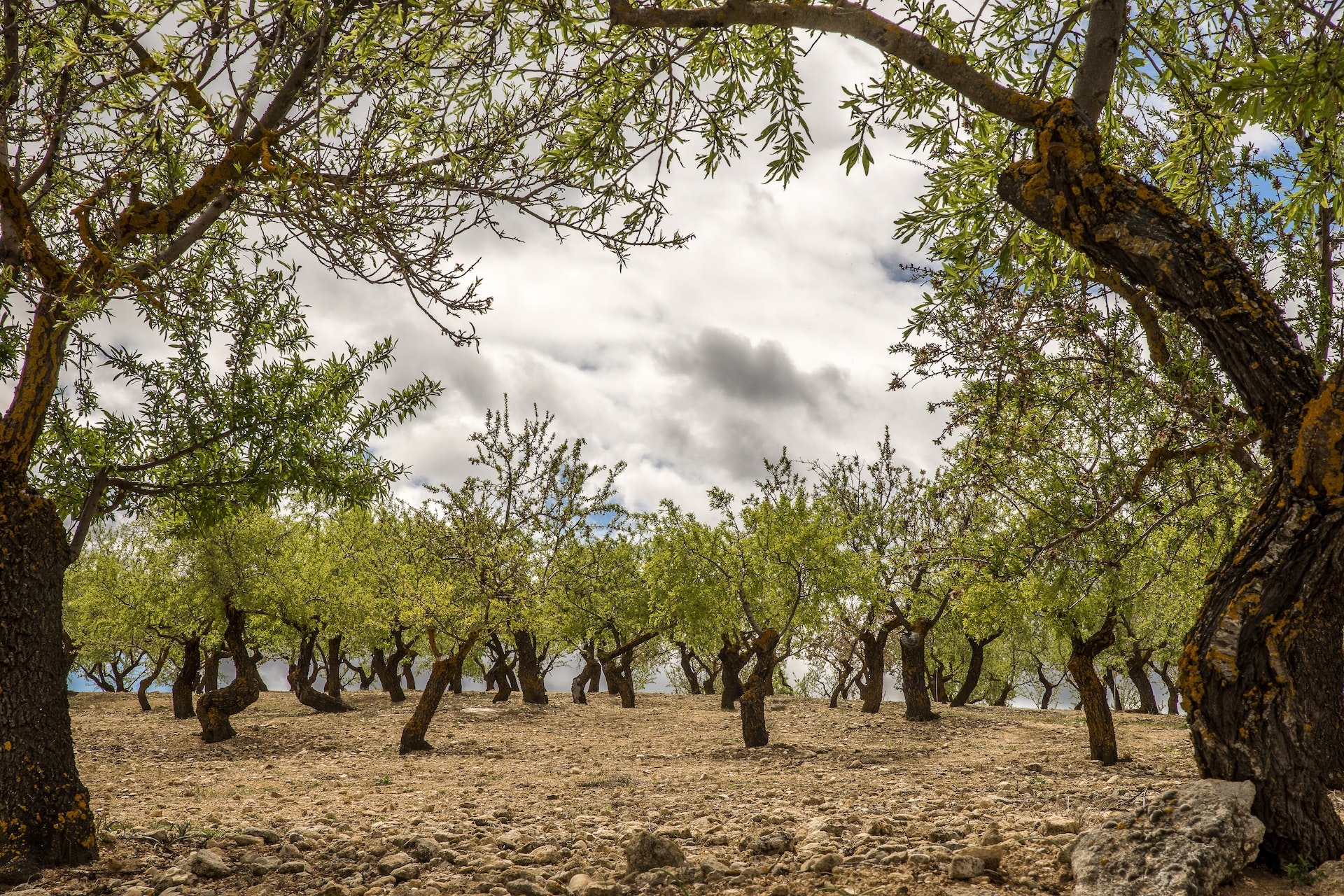 Olivenbäume sollen in Madrid unter anderem gepflanzt werden
